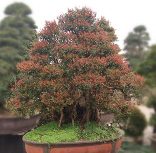 家里养赤楠风水好吗 养赤楠家居风水是否有益？