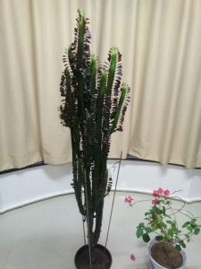 家里养龙骨花风水好吗 龙骨花在家中摆放的风水效果如何？