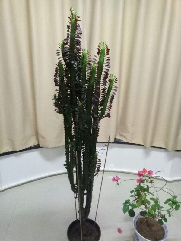 家里养龙骨花风水好吗
