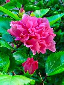 家里养桑叶牡丹风水好吗 家中种植桑叶牡丹的风水效果如何？