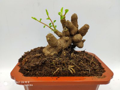 家里养三七对风水好吗 在家中种植三七有何风水效应？