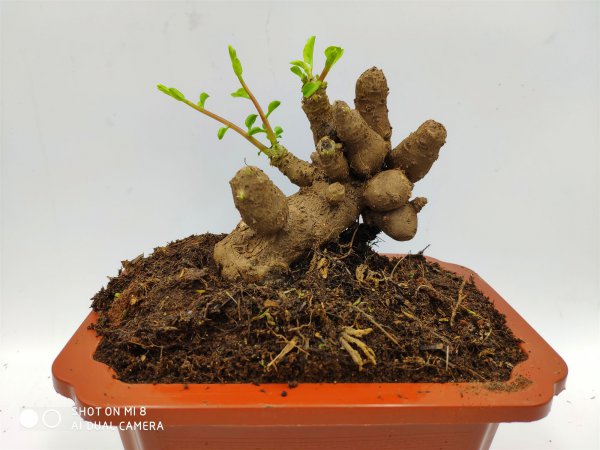 家里养三七对风水好吗