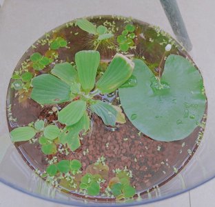 家里养一叶莲风水好吗 家里放一盆莲风水好吗？