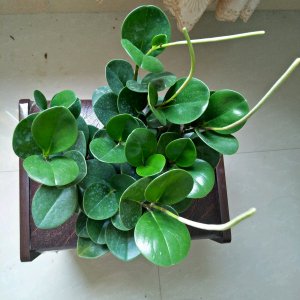 家里养碧玉风水好吗 在家中摆放碧玉有好的风水效果吗？