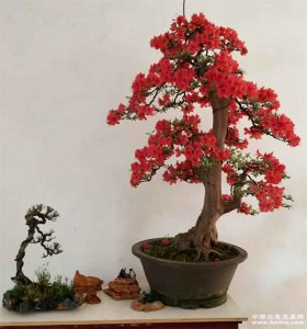 家里养映山红风水好吗 家中种植映山红对风水是否有帮助？