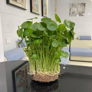 家里养水草对风水好吗 家中种植水草是否有助于改善风水？