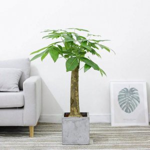 家里养植物对风水好吗 种植家庭植物是否有利于风水？