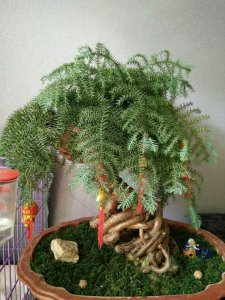家里养澳洲杉风水好吗 家中种植澳洲杉风水效果如何？