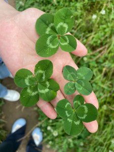 家里养四叶草风水好吗 家中种植四叶草是否有好的风水效果？