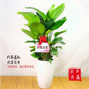 家里养鹤望兰风水好吗 在家养鹤并种兰花风水如何？