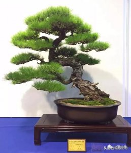 家里养松树盆景风水好吗 养松树盆景家居风水有何影响？