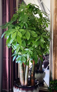 家里养八宝树风水好吗 家中种植八宝树是否有好的风水效果？