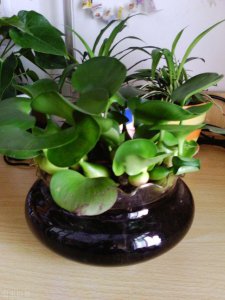 家里养水葫芦风水好吗 家居摆放水葫芦有什么风水作用？