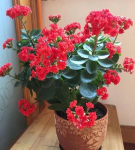 家里养长寿花风水好吗 家中种养长寿花是否符合风水？