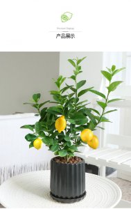 家里养柠檬盆栽风水好吗 柠檬盆栽在家居风水中有何影响？