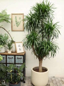 家里养龙血树风水好吗 龙血树在家养有何风水效应？