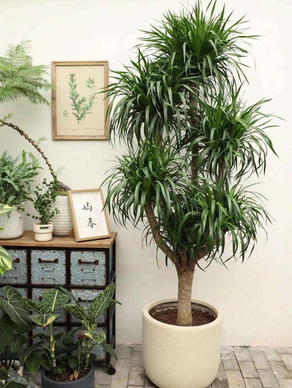 家里养龙血树风水好吗