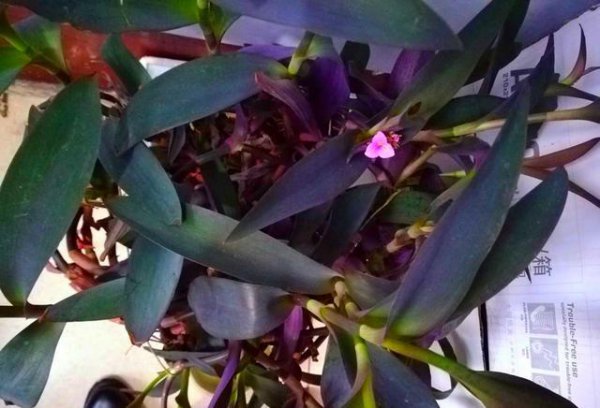 家里养紫竹兰风水好吗