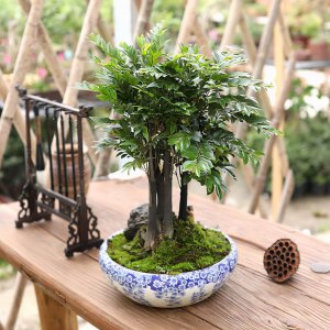 家里养小叶紫檀树风水好吗 家中种植小叶紫檀对风水有何影响？