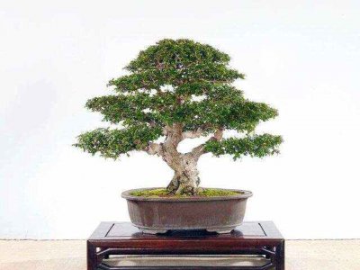 家里养福建茶风水好吗 家中养福建茶有好风水吗？