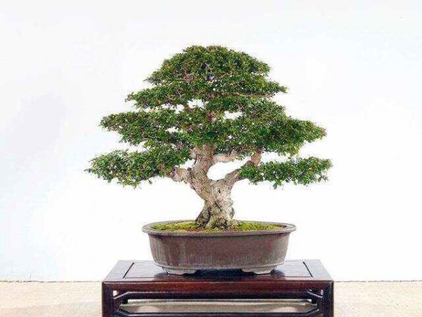 家里养福建茶风水好吗