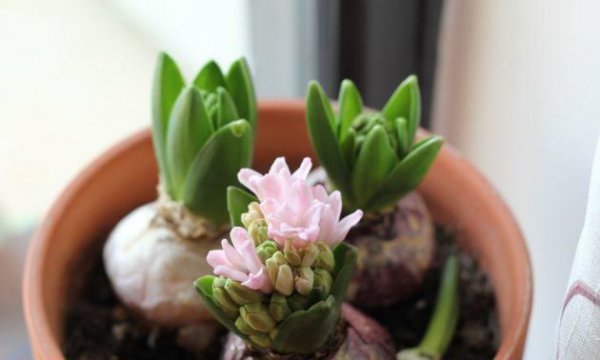 家里养风信子风水好吗