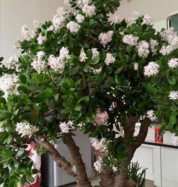 家里养玉树风水好吗