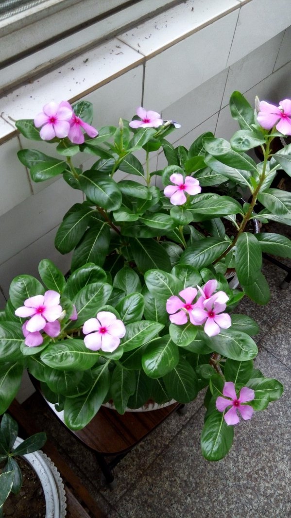 家里养四季梅风水好吗