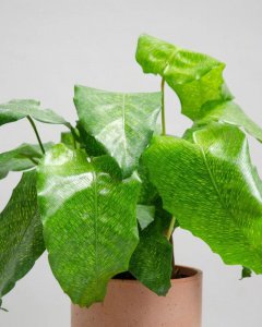 家里养豹纹竹芋风水好吗 家中种植豹纹竹芋是否带来好风水效果？