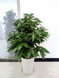 家里养平安树风水好吗 家中种植平安树对风水有何影响？
