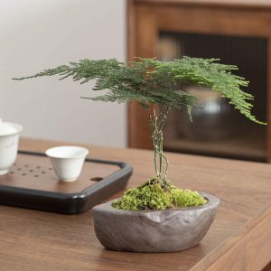 茶几放什么植物风水好 怎样选择适合放在茶几上的植物符合风水？