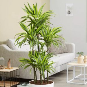 窗台放什么植物风水好 窗台适合种什么植物风水好？