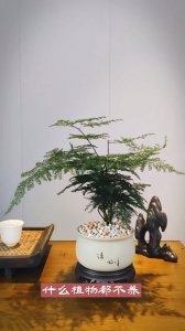 茶桌放什么植物风水好 什么植物适合放在茶桌上风水好？