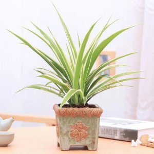 主卧放什么植物风水好 主卧宜摆放哪些植物风水好
