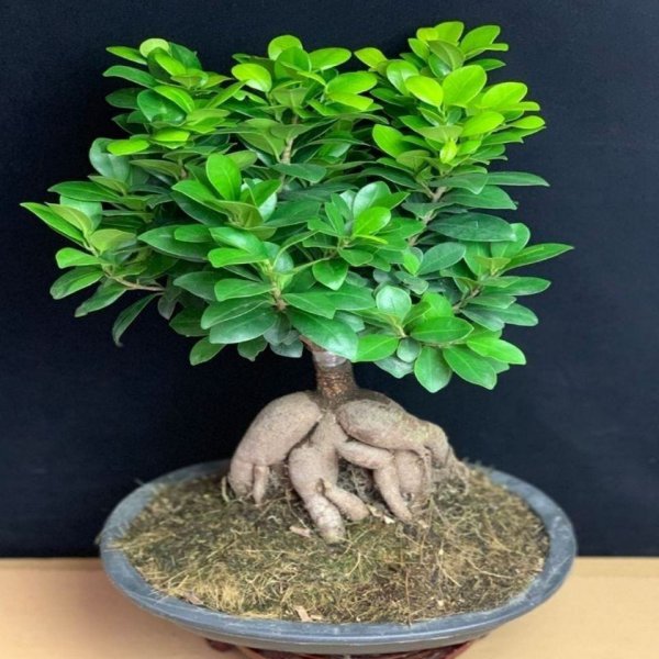 家里种榕树盆景好不好