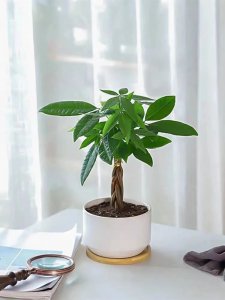 新办公室放什么植物风水好 办公室内适合摆放哪些植物以招财进宝