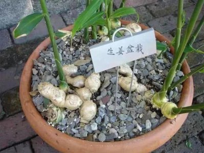 家里种姜好不好 种姜好吗？