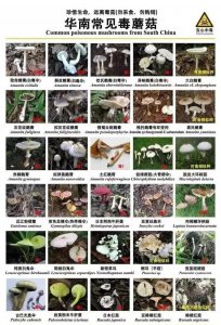 家里为什么不能养蘑菇 为何不能在家中种植蘑菇