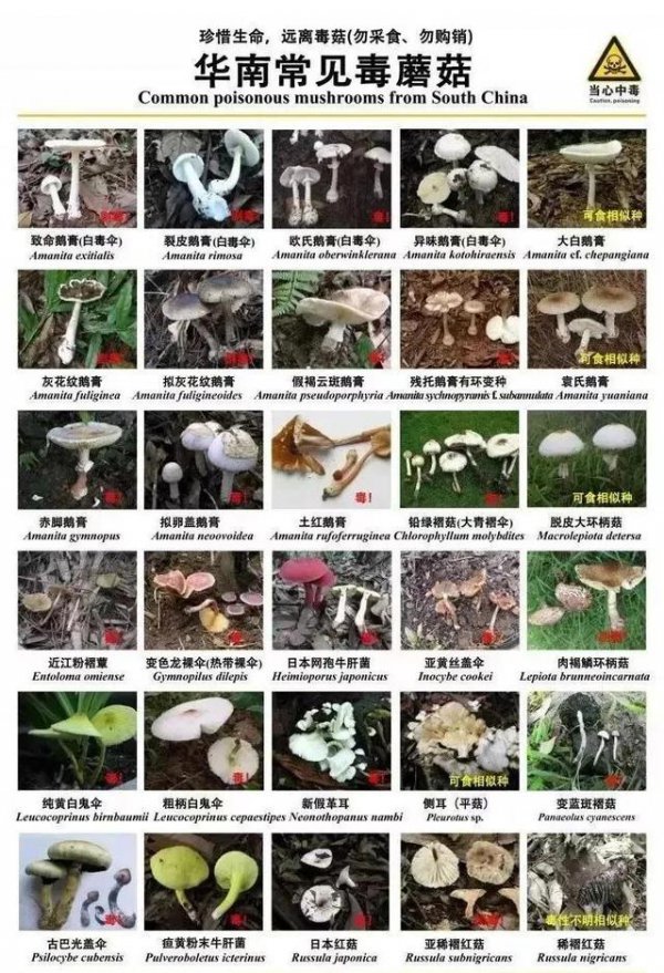 家里为什么不能养蘑菇