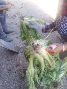 白菜移栽后打蔫了还能活吗 白菜移栽后枯萎能恢复吗？