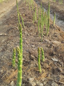 种芦笋用什么土最好 种植芦笋适合什么土壤？