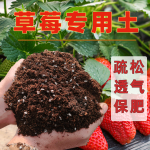 种草莓用什么土最好 种植草莓最适合的土壤是什么？