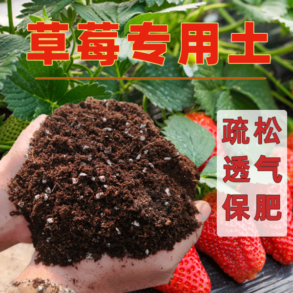 种草莓用什么土最好