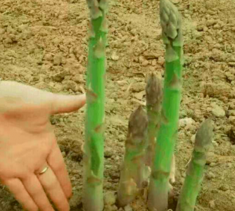 芦笋移栽时间和方法 芦笋的移植时间和技巧