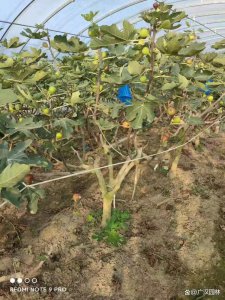 无花果树移栽时间和方法 无花果树的最佳移栽时间和正确方法