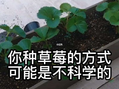 草莓移栽注意事项 草莓移栽的注意事项
草莓移植的要点