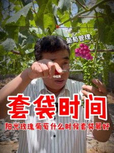 葡萄移栽时间和方法 葡萄移栽指导及时间
葡萄移植技巧及时机