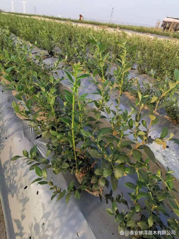 蓝莓移栽时间和方法