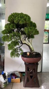 真柏盆景换盆最佳时间 真柏盆景更换花盆的最佳时机