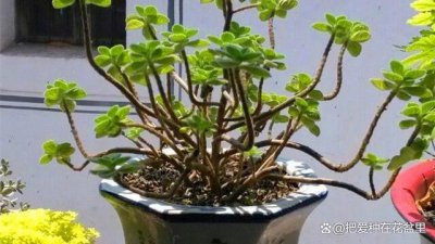 碰碰香夏天可以换盆吗 夏天是否适合给碰碰香换盆？